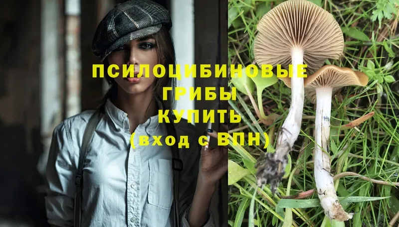 Псилоцибиновые грибы Psilocybe  цены наркотик  Бакал 